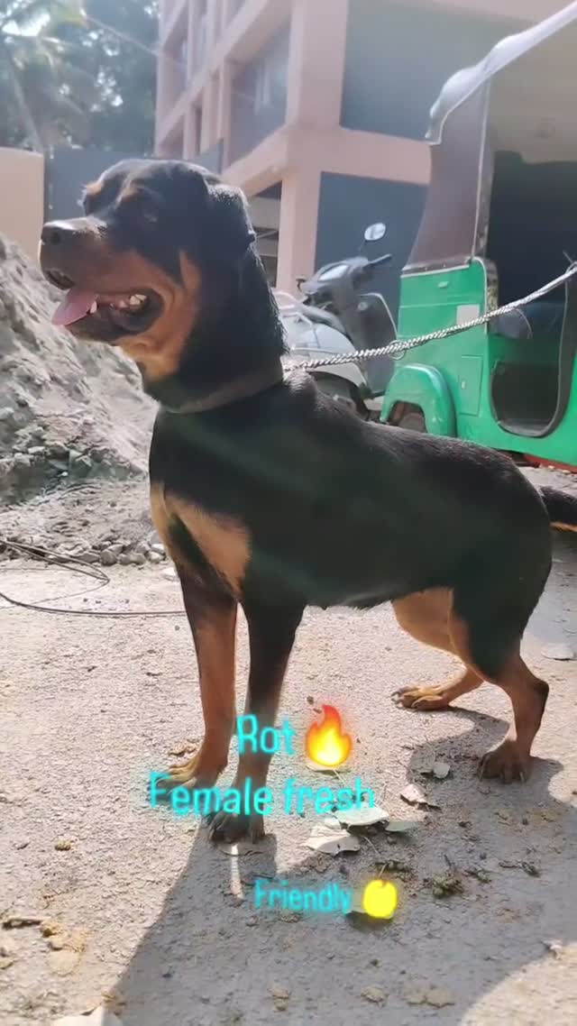Rottweiler Puppy, farm video