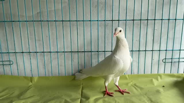 Homer Pigeon, farm video