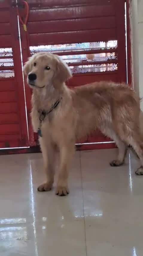 Golden Retriever, farm video