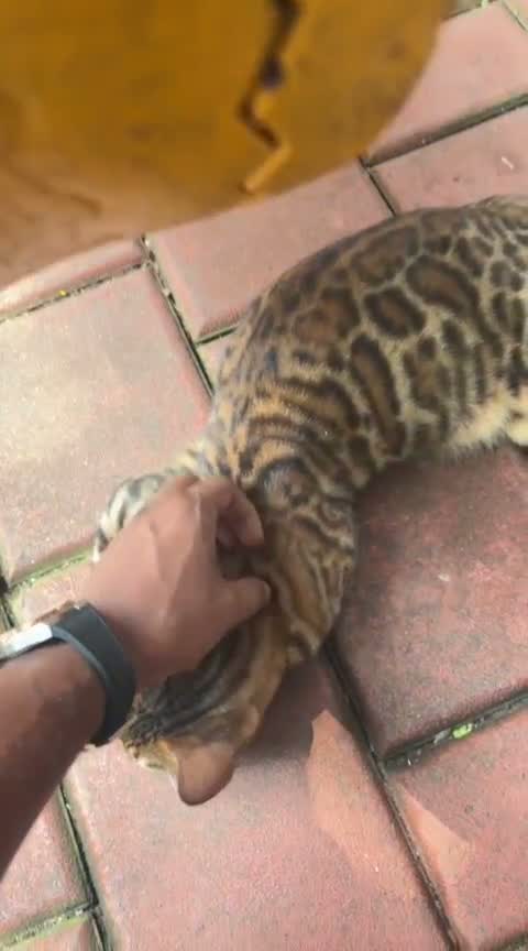 Bengal Kitten, farm video