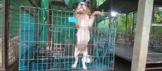 Beagle Black & Tan Puppy, farm video