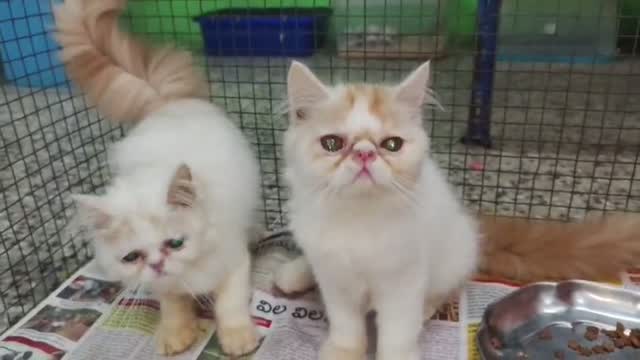 Persian, farm video
