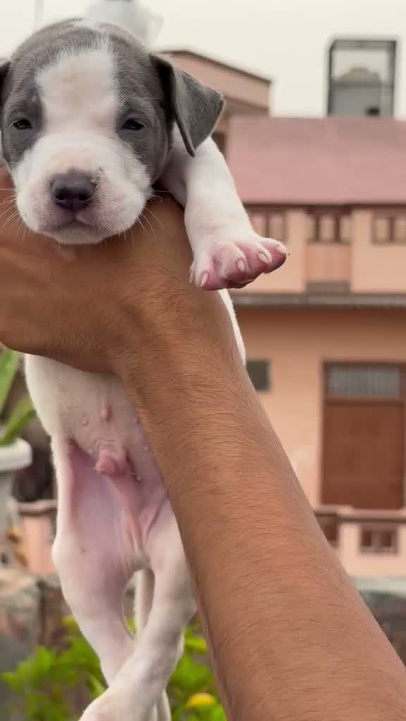 American Bully Pocket Size Puppy, farm video