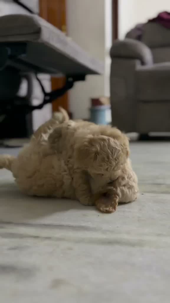 Maltipoo Puppy, farm video