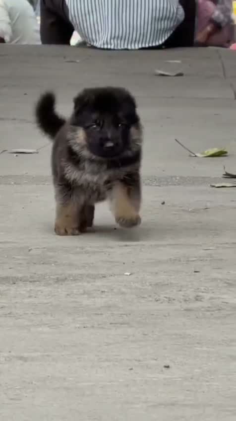 German Shepherd Puppy, farm video