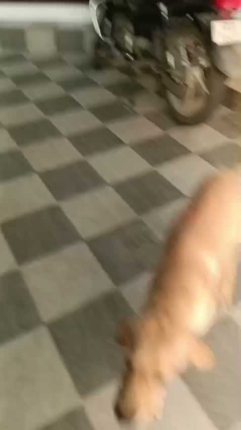 Beagle Black & Tan Puppy, farm video