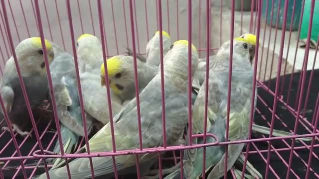 Budgies | Fallow, farm video
