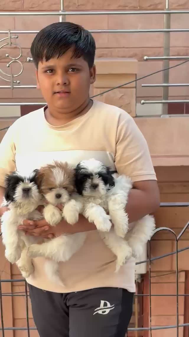 Shih Tzu | Black Color, farm video