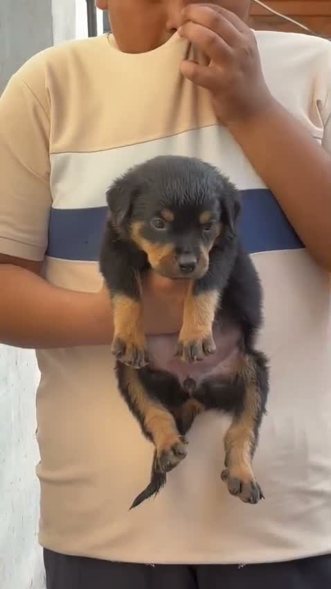 Rottweiler Puppy, farm video