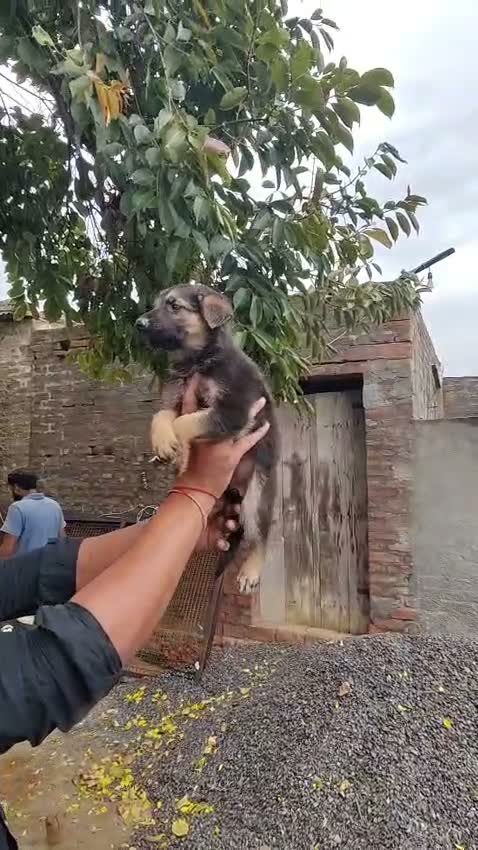 German Spitz Puppy, farm video