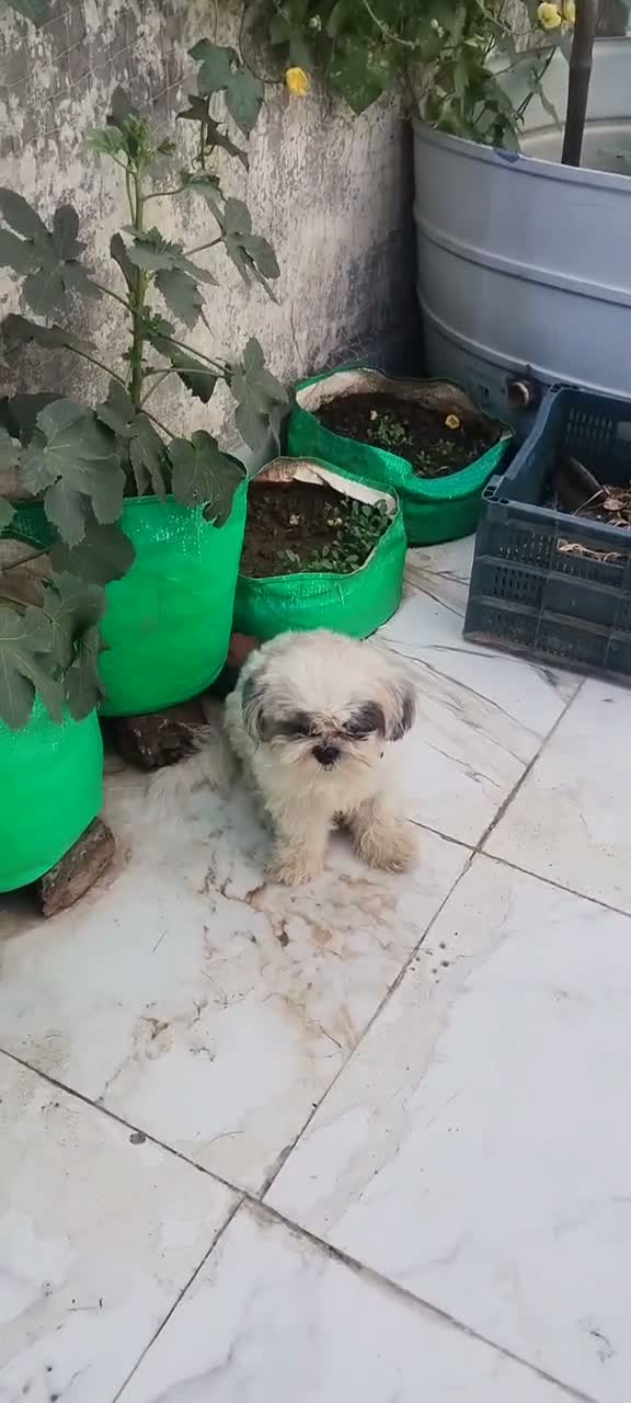 Shih Tzu | Black Color, farm video