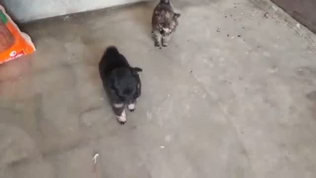 Pomeranian Puppy, farm video