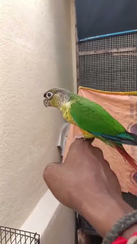 Pineapple Headed Conure, farm video