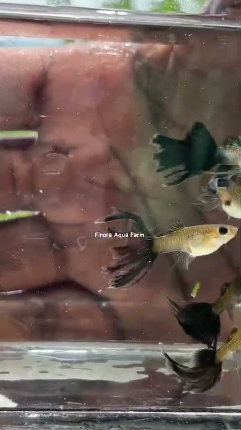 Blue Throated Conure, farm video