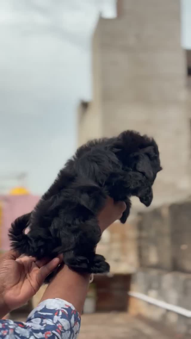 Shih Tzu | Black Color, farm video