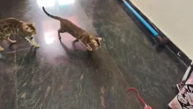 Bengal Kitten, farm video
