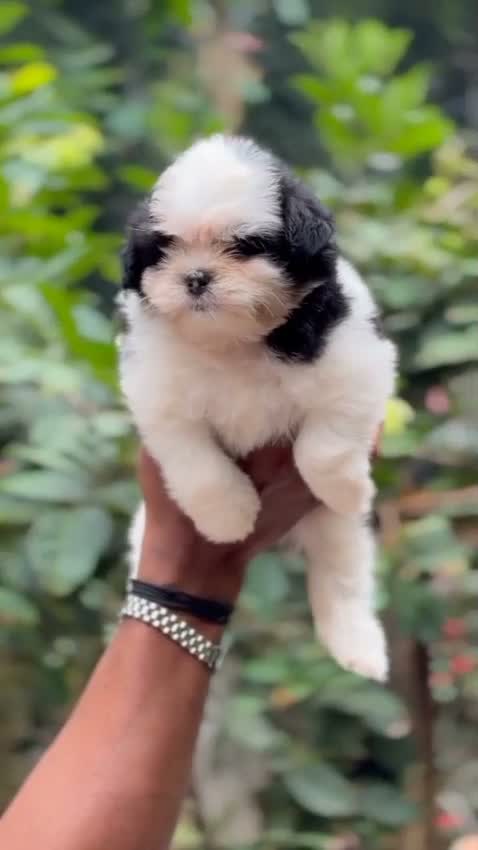 Shih Tzu | Black Color, farm video