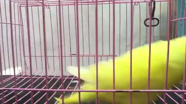 Budgies | Fallow, farm video