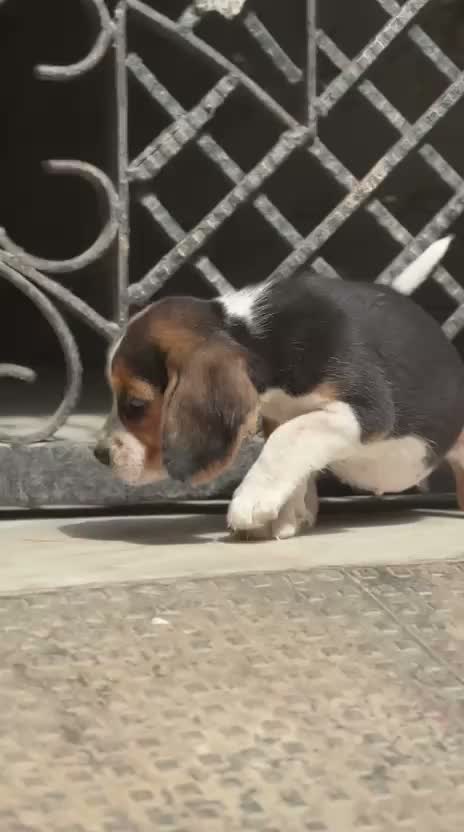 Beagle Black & Tan Puppy, farm video