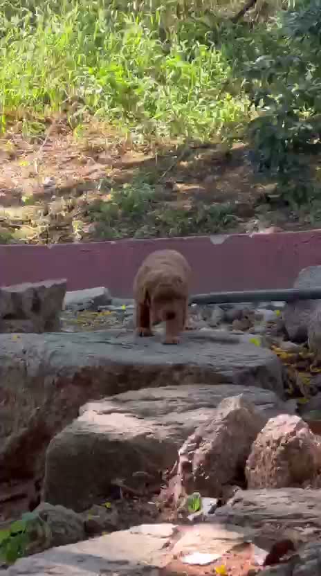 Standard Poodle Puppy, farm video