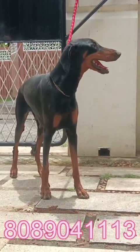 Doberman Pinscher Puppy, farm video