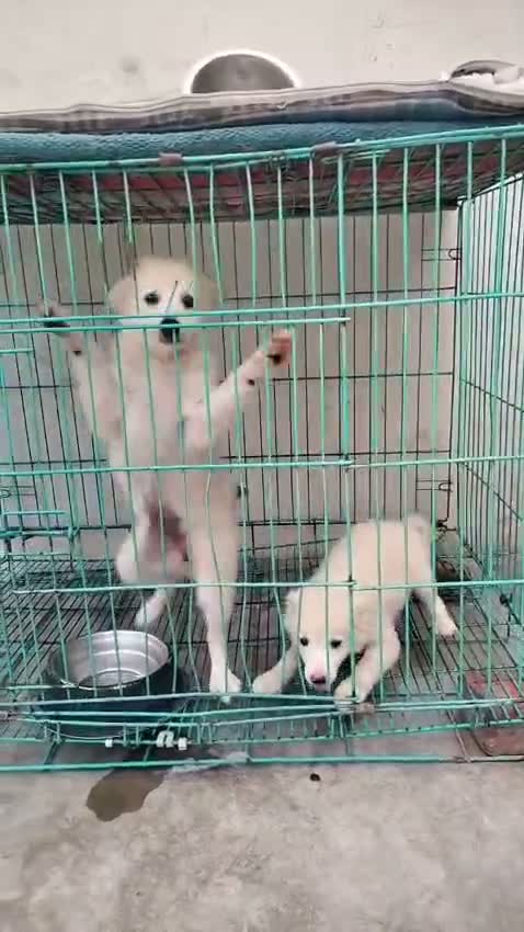 Pomeranian Puppy, farm video