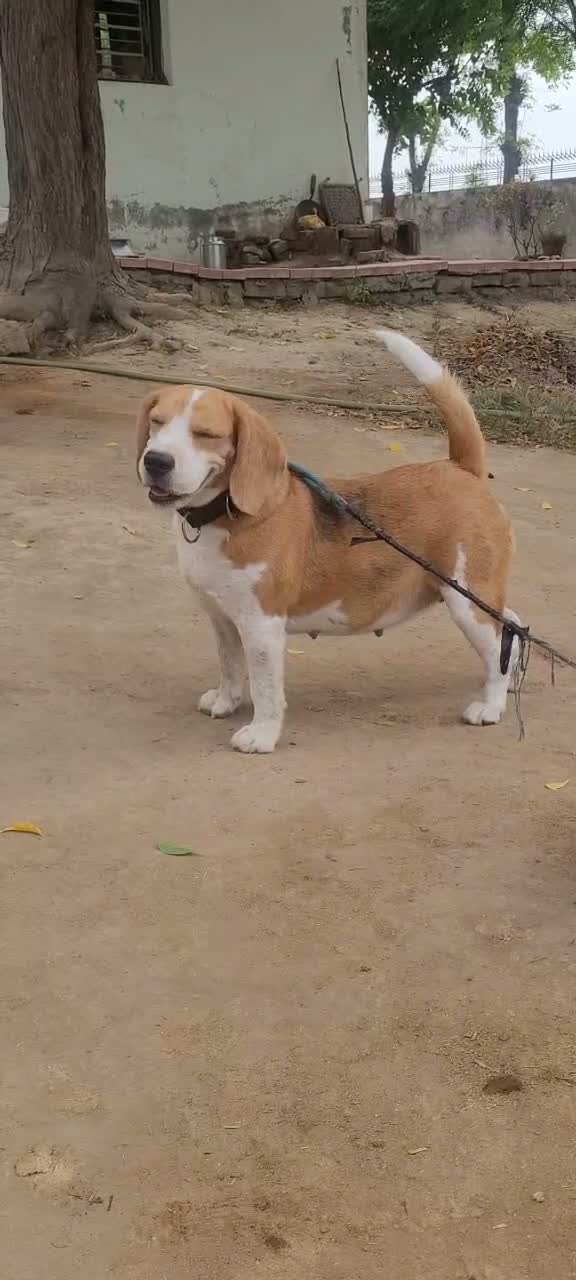 Beagle Black & Tan Puppy, farm video