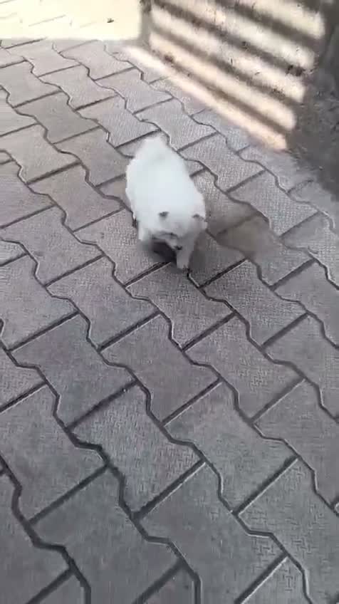 Pomeranian Puppy, farm video