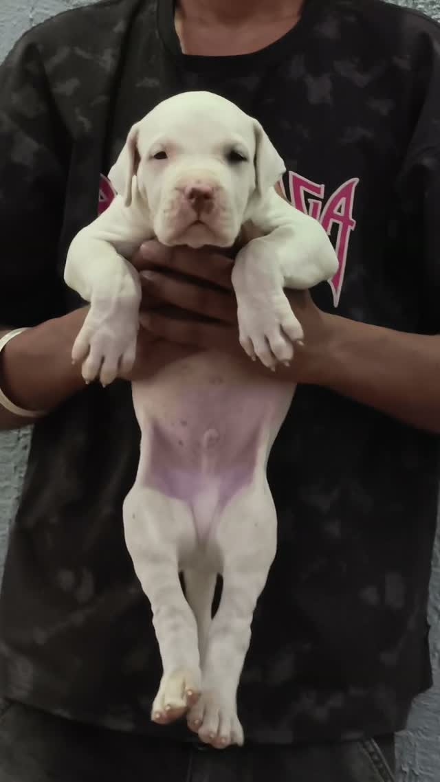 Dogo Argentino Puppy, farm video