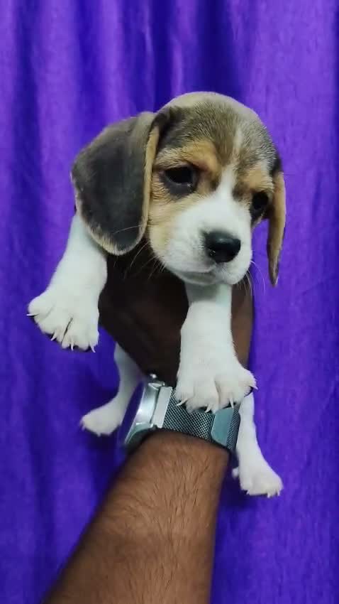 Beagle Black & Tan Puppy, farm video