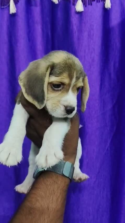 Beagle Black & Tan Puppy, farm video