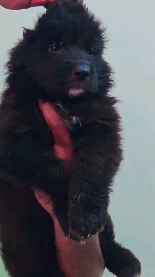 Dachshund Puppy | Brown & Tan, farm video