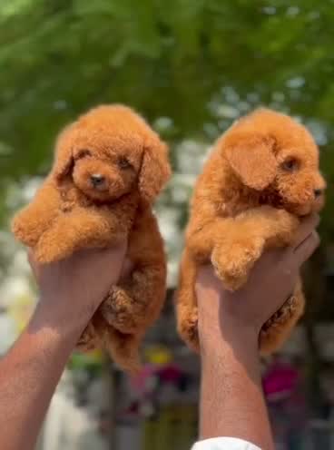 Standard Poodle Puppy, farm video