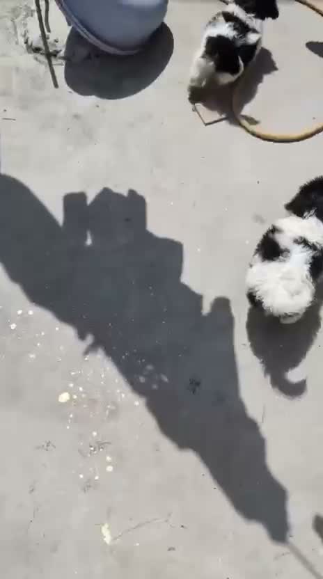Shih Tzu | Black Color, farm video