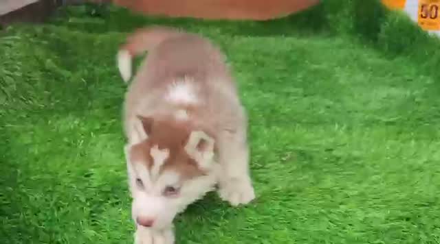 Siberian Husky Puppy | Black & White Color, farm video