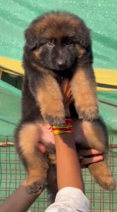 German Spitz Puppy, farm video