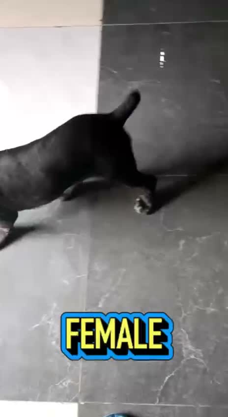 Cane Corso Puppy | Brindle, farm video