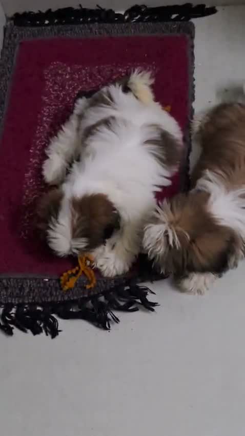 Shih Tzu | Black Color, farm video