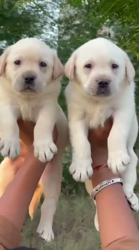 Beagle Black & Tan Puppy, farm video