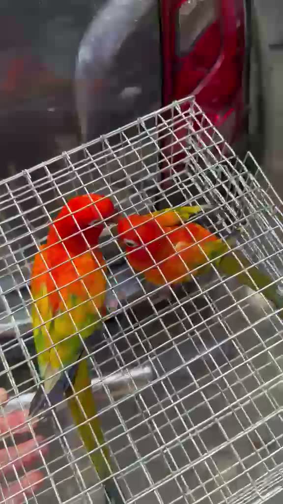 Sun Conure, farm video