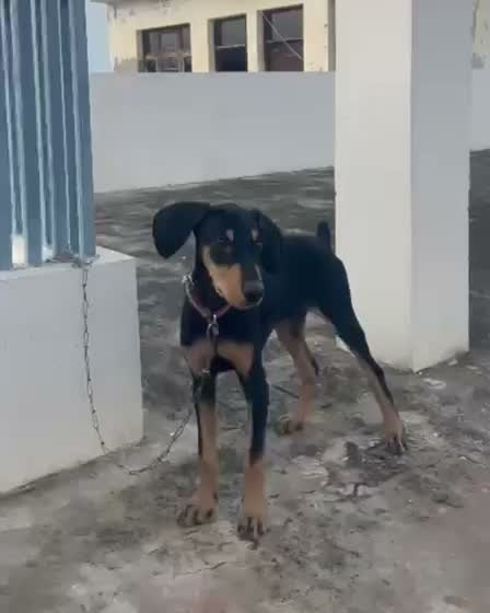 Doberman Pinscher Puppy, farm video