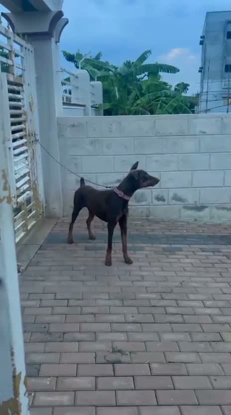 Doberman Pinscher Puppy, farm video