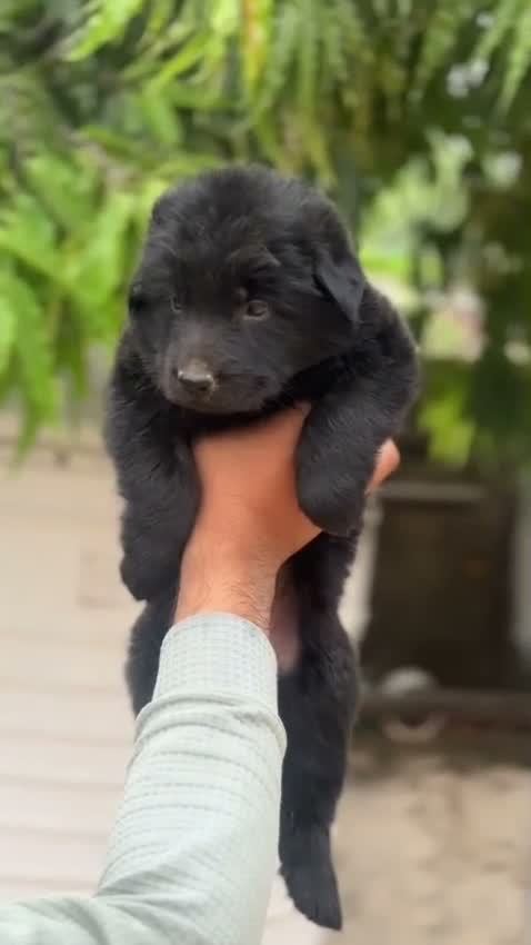 German Spitz Puppy, farm video