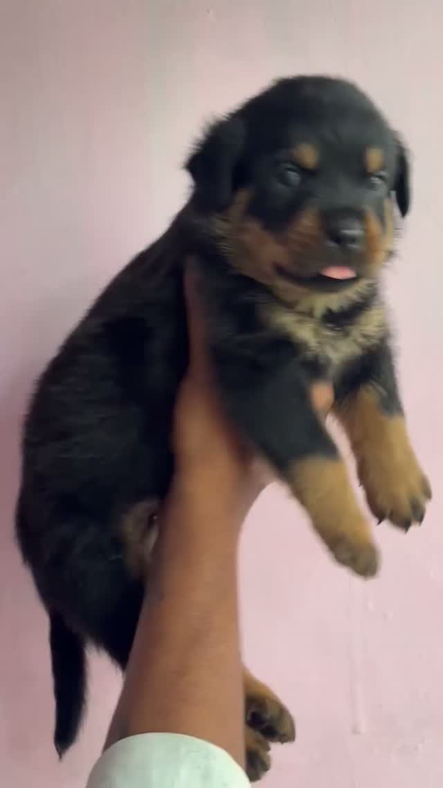 Dachshund Puppy | Brown & Tan, farm video