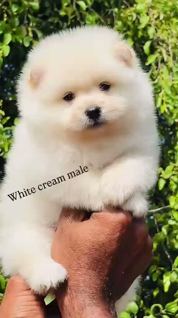 Pomeranian Puppy, farm video