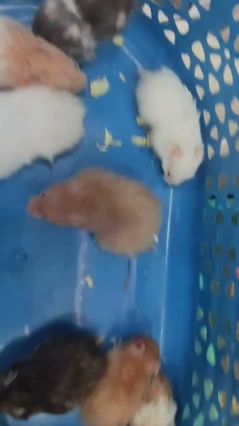 Dwarf Hamster Babies | Adults, farm video