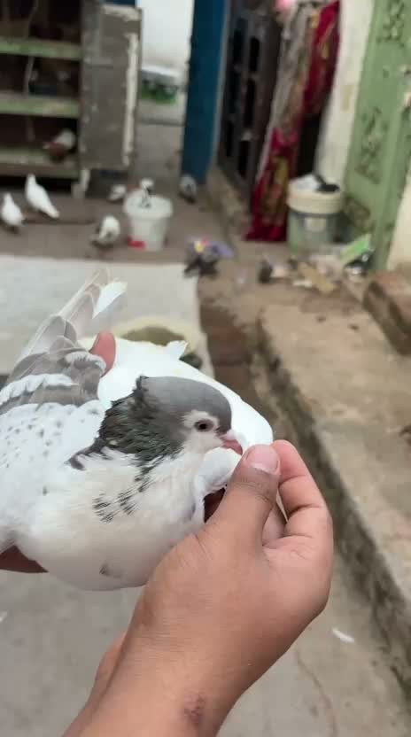 Karnam Pigeon, farm video