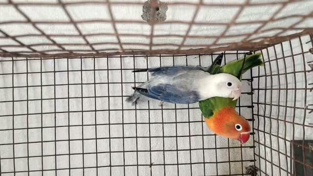 African Love Birds, farm video