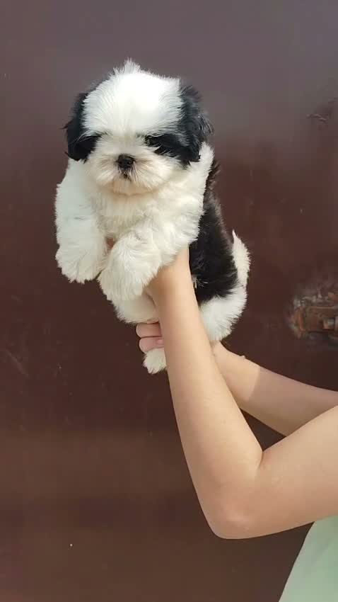 Shih Tzu | Black Color, farm video