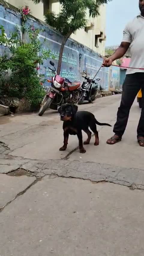 Rottweiler Puppy, farm video
